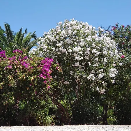 Pineta Mare - Goelba * קאפוליברי